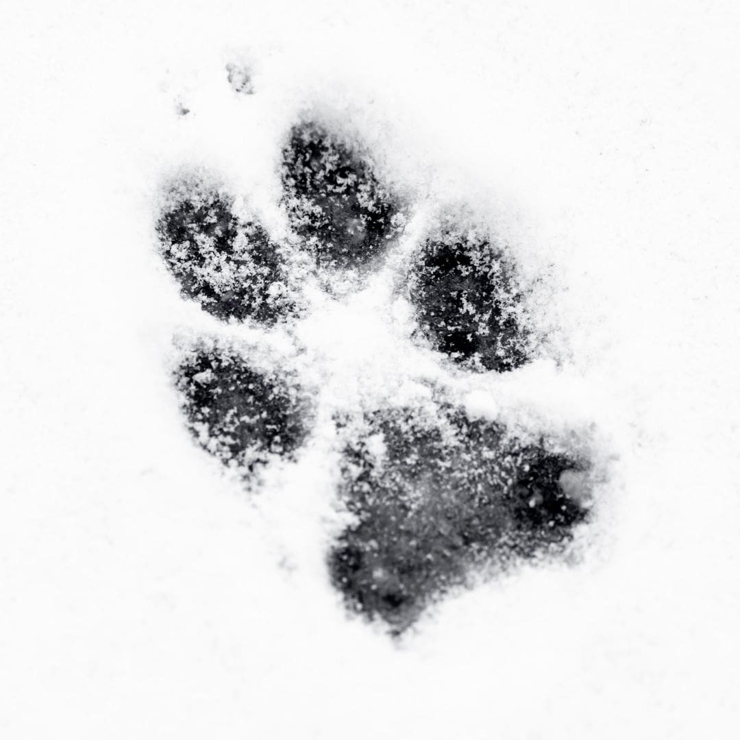 Coyote Paw Print in the Snow